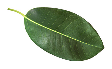 Canvas Print - One green ficus leaf isolated on white background