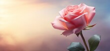 A Pink Rose On A Light Background,