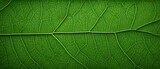 Fototapeta  - close up of a green leaf with fine grain, abstract horizontal background. ecology and environment  concept, world earth day