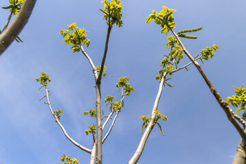 a flowering walnut tree in the spring season, a spring park