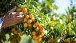 Mandarin Harvest: Images of hands reaching out to pluck ripe mandarins from the tree during a bountiful harvest season.