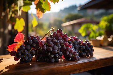 A large bunch of Black grapes on a background of grapey, green leaves.