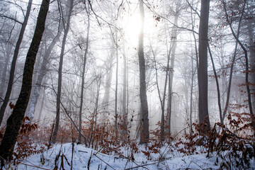 Poster - beautiful winter landscape in the forest,Armenia