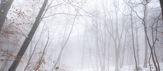 Poster - beautiful winter landscape in the forest,Armenia