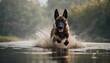 Belgian Malinoisas running in the river, heavy foggy weather, splashing and droplets
