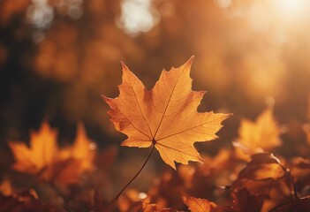 Wall Mural - Autumn maple leaf in sunset close up