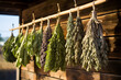 herbs hanging up to dry, herbs, greens, farm, natural, cooking herbs, tea herbs