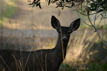 Canvas Print - deer in the woods