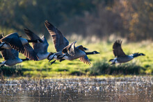 Canada Goose, Branta Canadensis Birds In Flight Over Marshes