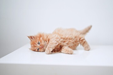 Wall Mural - Small kitten on a white blanket. Kitten two months old 