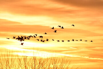 Poster - Flock of Geese in a Sunset Sky