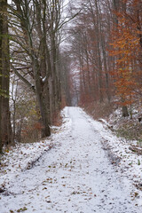 Wall Mural - forest path covered with white snow in a forest with orange autumn foliage in germany.