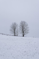 Two freestanding trees in winter, meadow covered with snow in Bad Pyrmont, Germany.