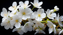 Closeup Of Small White Gypsophila Flowers On White Background
