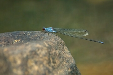 Wall Mural - blue damselfly Pseudagrion pruinosum perching on a rock near riverside with natural bokeh background
