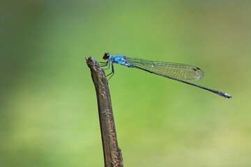 Wall Mural - blue damselfly Pseudagrion pruinosum perching on a stick near riverside with natural bokeh background