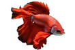 © LivroomStudio - beautiful colorful red betta fish isolated transparent background. generative ai
