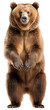 Brown Bear, isolated on white background. AI generated Illustration.