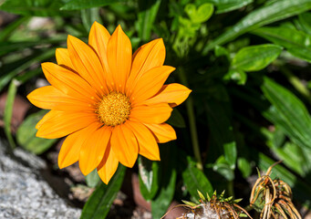 Wall Mural - Close-up of a yellow Gazania linearis flower