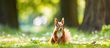 Gorgeous Squirrel In Park During Summer