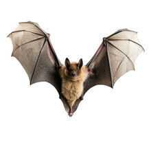 Bat Photograph Isolated On White Background