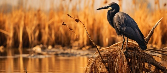 Sticker - Black bird perched on dry grass in Danube delta, exemplifying nature's biodiversity with pelican, heron, and egret.