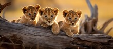 Botswana's Lion Cubs.
