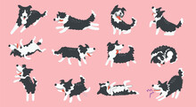 Set Of Cute Cartoon Border Collie Dogs , Cartoon Dog Character Design With Flat Colors In Various Poses