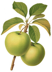 Wall Mural - Green apples isolated on transparent background, old botanical illustration