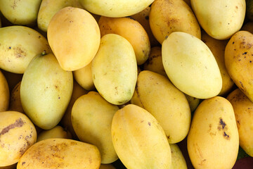 Wall Mural - Heap of fresh ripe yellow mangoes at market for sell in Thailand