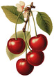 © Darya - Cherry isolated on transparent background, old botanical illustration