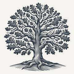 Wall Mural - Oak tree. Vintage woodcut engraving style vector illustration.