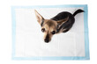 dog toilet, pet napkin isolated, cute toy terrier sitting on an animal diaper