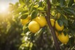 Close-up fresh lemons on the tree in farm. Created with Generative Ai technology.