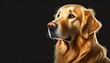 Golden retriever dog head looking to the left, green background with copy space, illustration