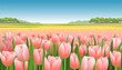 Pink tulip field with blue sky vector illustration realistic landscape