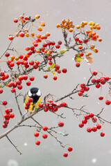 Wall Mural - Great tit among the hawthorn berries under snowflakes (Parus major)