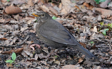 A female blackbird, turdus merula, on the ground in a woodland area. 