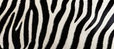 Fototapeta Konie - Zebra fur stripes pattern background