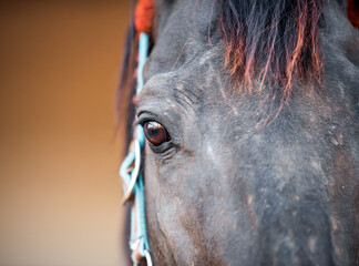 Wall Mural - horse head and eyes close  up