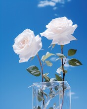 Two Elegant White Roses Appear Suspended In A Transparent Container Against A Vivid Blue Sky