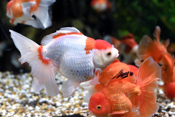 Wall Mural - Orange oranda goldfish in aquarium