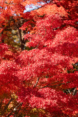 Wall Mural - beautiful maple leaves on the tree in autumn season.