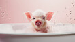 A little pink piglet is having fun washing in the bathtub on a colored background