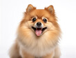 Pomeranian Dog Studio Shot Isolated on Clear Background, Generative AI