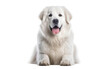 Majestic Guardian Great Pyrenees Endurance Chronicles Isolated on a Transparent Background PNG.
