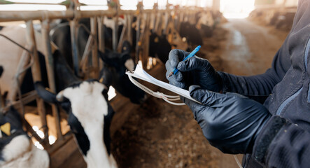 Farmer uses checklist to monitor health of cows, farm livestock industry. Vet doctor control milk yield indicators, food ration, data insemination