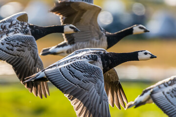 barnacle goose (branta leucopsis)