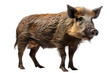wild boar side view isolated on transparent background ,generative ai