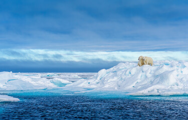 Polar bear mother and cub, seen on sea ice